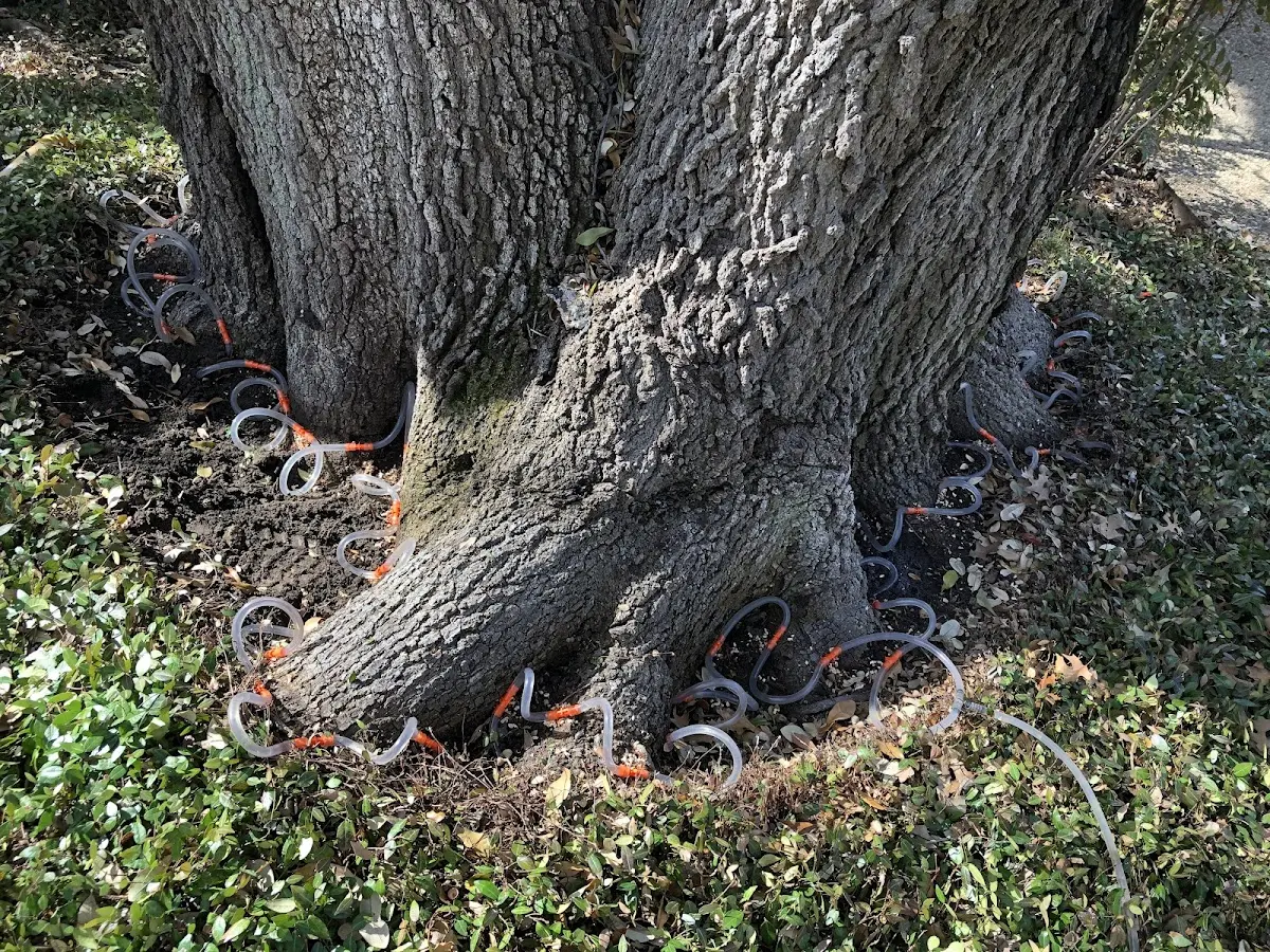 Detailed Tree Cabling and Bracing job site in Cornelius